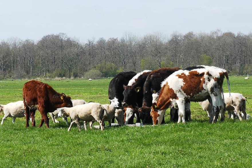 В Кабардино-Балкарии на развитие племенного животноводства направлено более 160 млн рублей