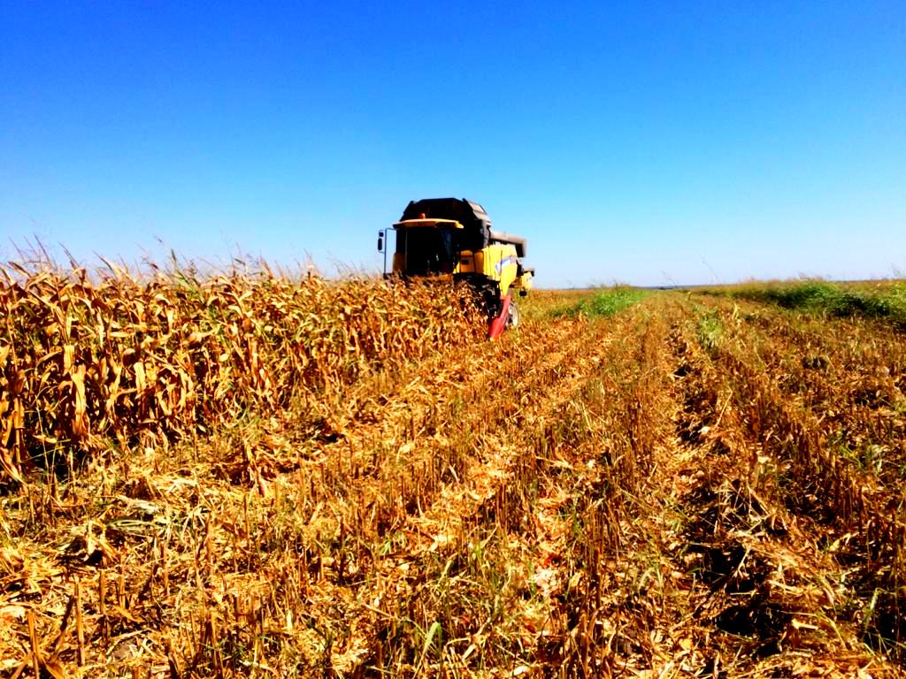 В Баксанском районе приступили к уборке кукурузы на зерно