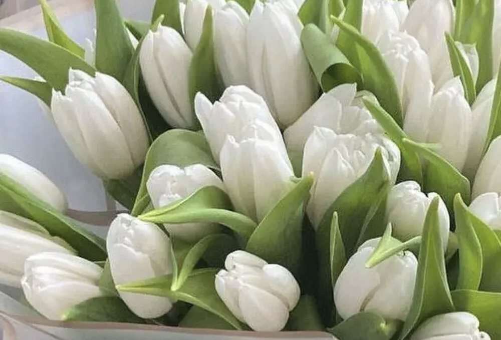 Поздравление Главы КБР Казбека Кокова с Международным женским днем