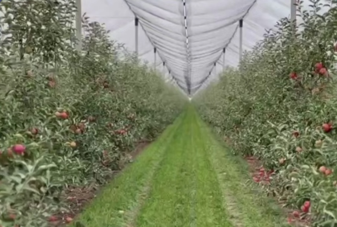 Площадь многолетних плодово-ягодных насаждений в Кабардино-Балкарии увеличат до 30 тысяч гектаров