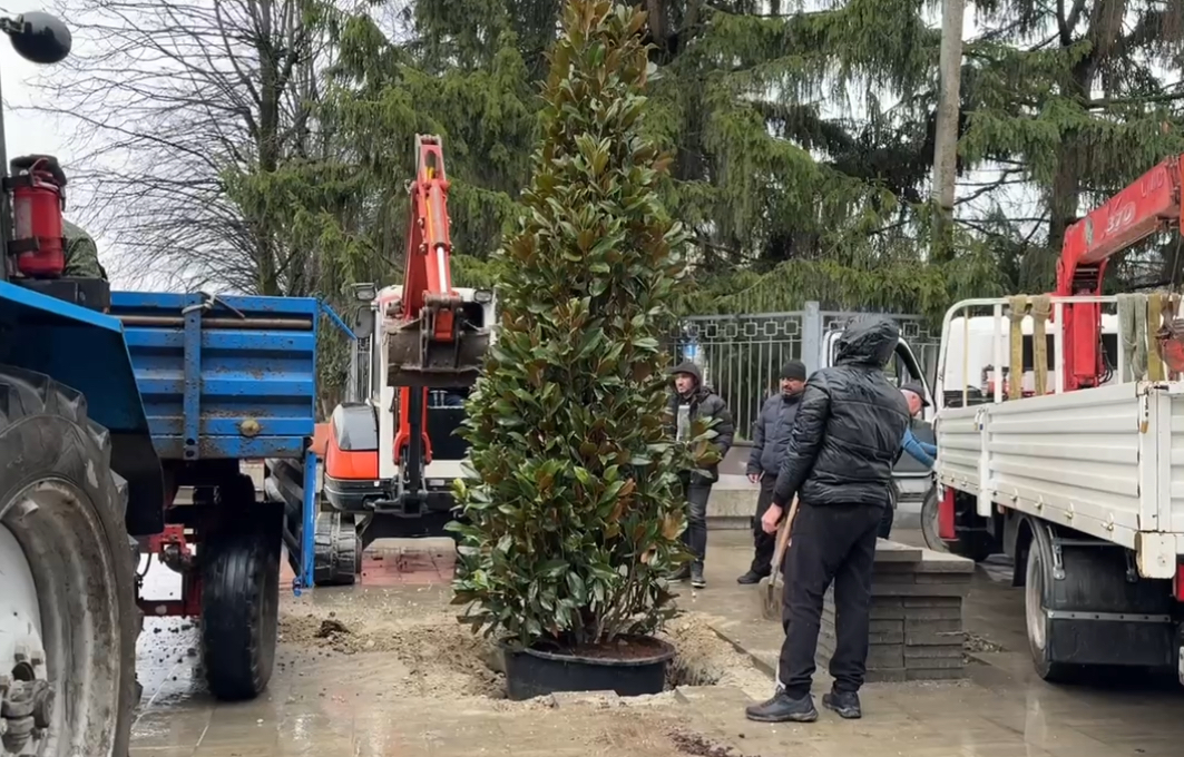 Проспект Кулиева украсит магнолия