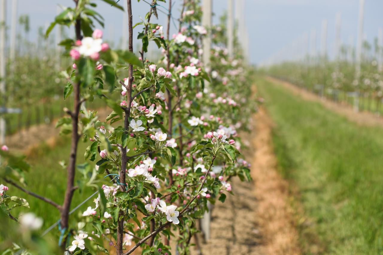 Садоводство КБР развивается активными темпами