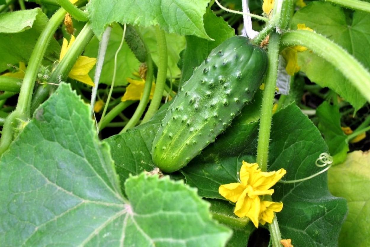 В Кабардино-Балкарии в прошлом году собрали почти 100 тысяч тонн огурцов