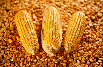 В Кабардино-Балкарии продолжается уборка кукурузы